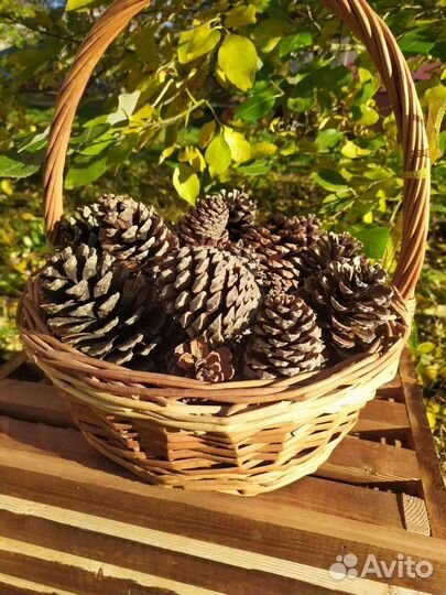 Шишки для поделок