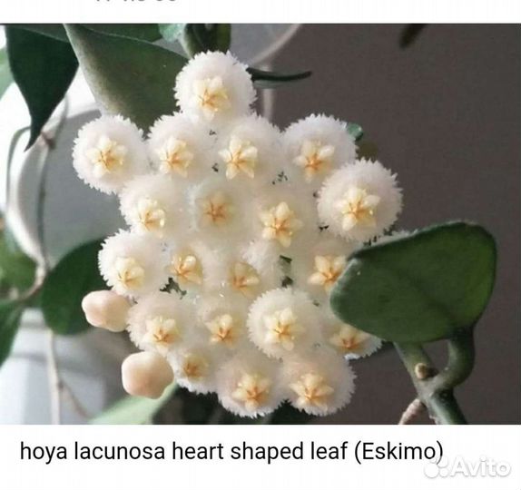 Хойи срезом и укорененные