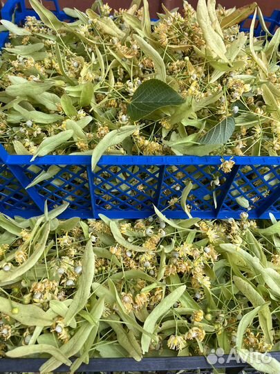 Липа сушеная