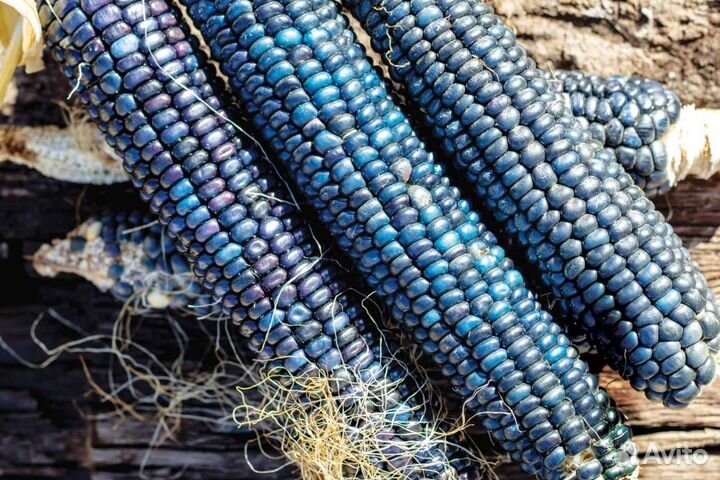 Семена кукурузы