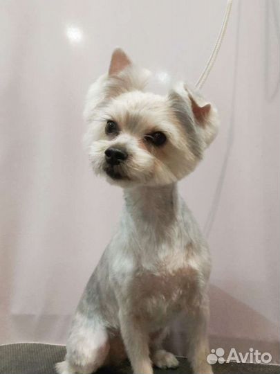 Стрижка собак, экспресс-линька