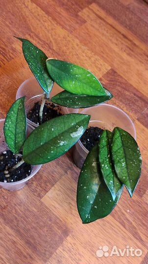 Хойя мясистая