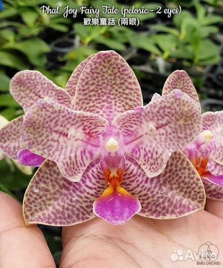 Орхидея бабочка Азия нецветущие