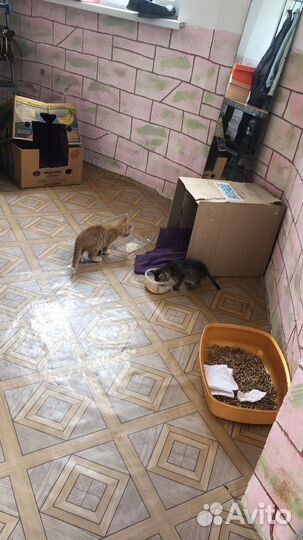 Отдам в добрые руки