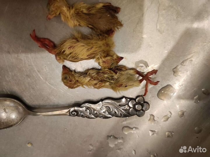 Корм для рептилий