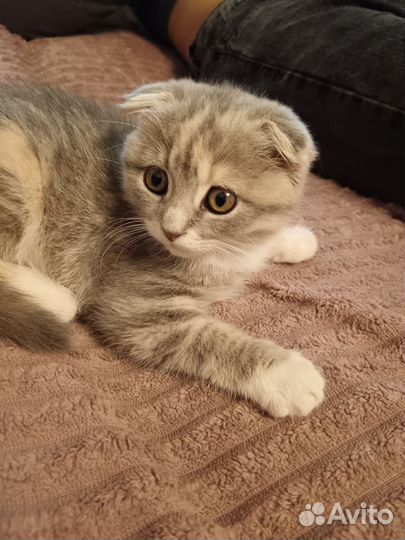 Кошки вислоухие