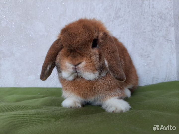 Кролик Miniature Lop F2