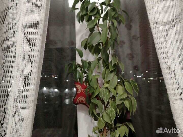 Фикус Бенджамина