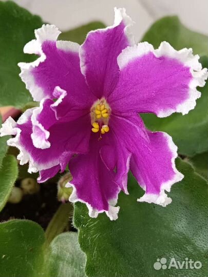 Фиалки (много сортов)