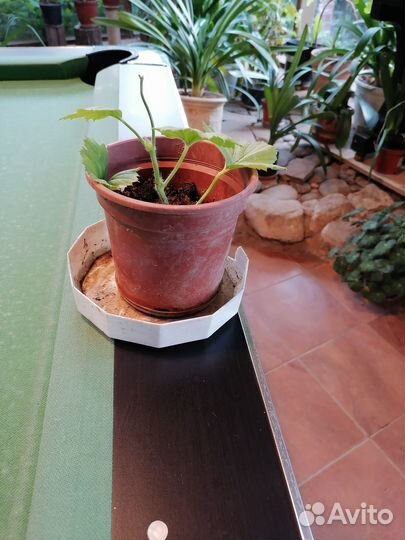 Продам герань