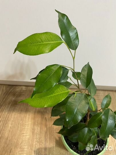 Фикус Бенджамина