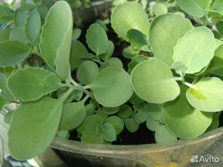 Многолетний цветок