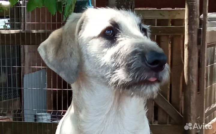 Собакакрасавица