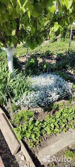 Ясколка, сентябринки,кареопсис