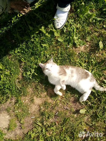 Подкинули кота.Ласковый