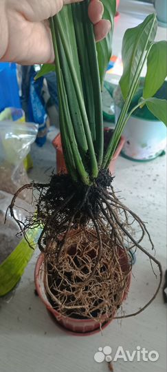 Спатифиллум