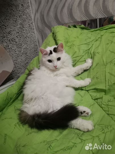 Отдам кота в добрые руки