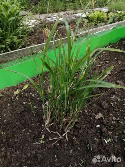 Мискантус зебрина. Осока