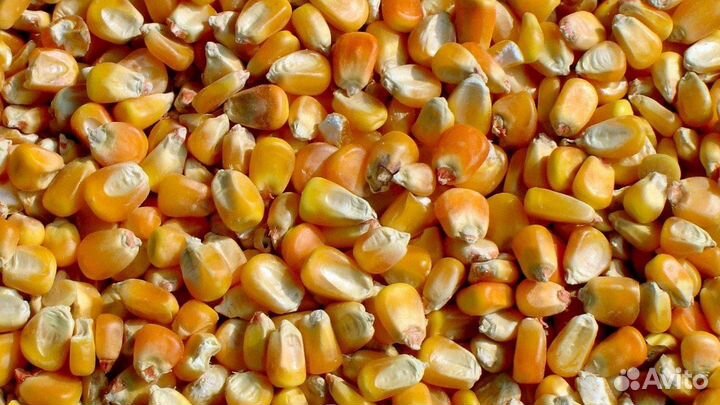 Кукуруза зерно