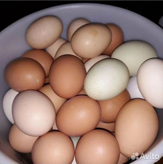 Домашние куриные яйца зелень на срез