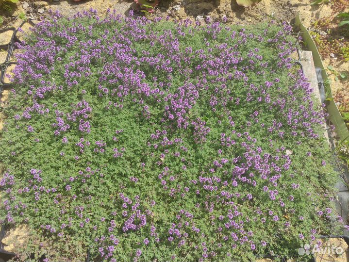 Тимьян ползучий, бадан вечнозелёный