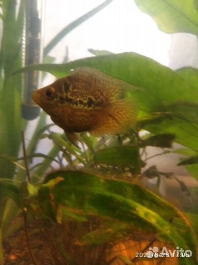 Аквариумные рыбки попугаи