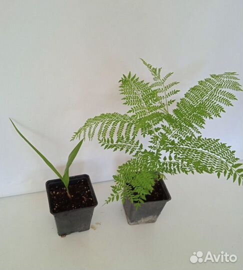 Подарочный набор из редких растений