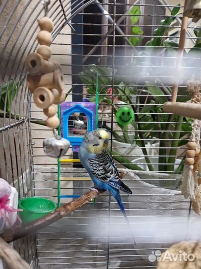 Волнистый попугайчик Гоша)