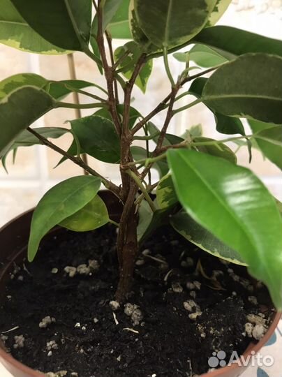 Фикус бенджамина и вариегатный