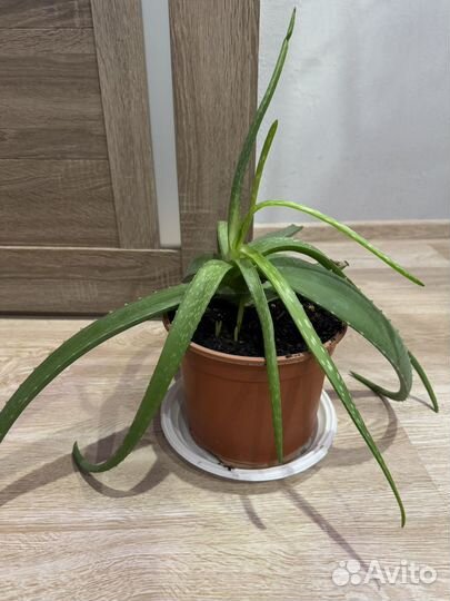 Алоэ с малышами