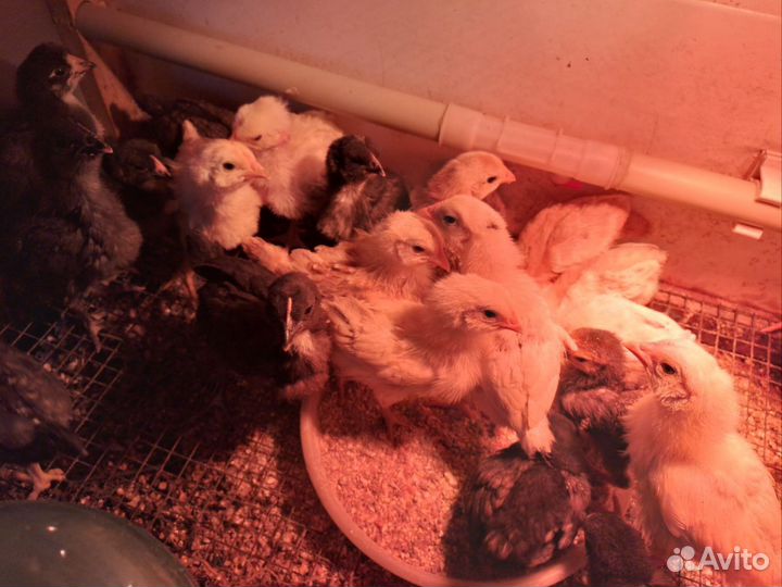 Цыплятки кур -несушек