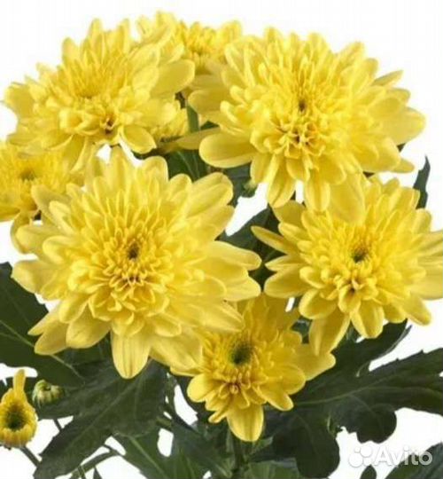 Хризантемы