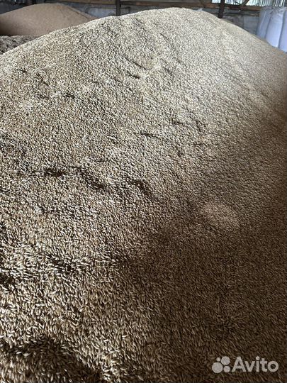 Ячмень зерно