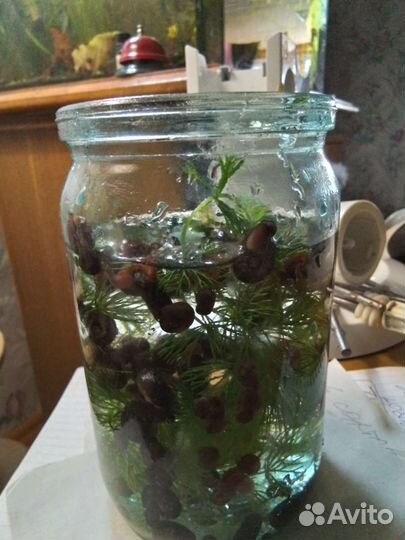 Малюски катушка красная, и пистия водное растение