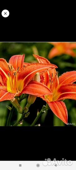 Дельфиниум золотарник-мимоза мак лилейник