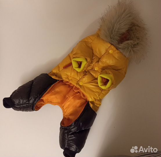 Одежда для чихуа