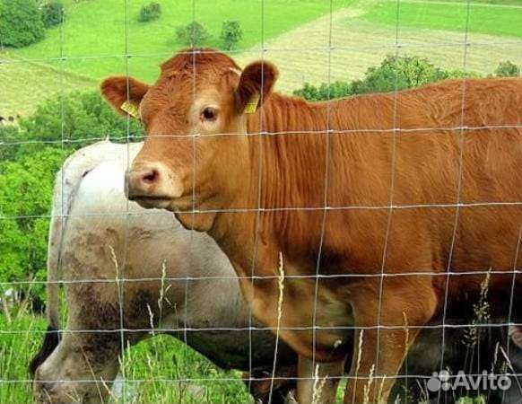 Электропастух