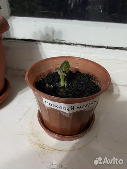 Глоксиния ростки