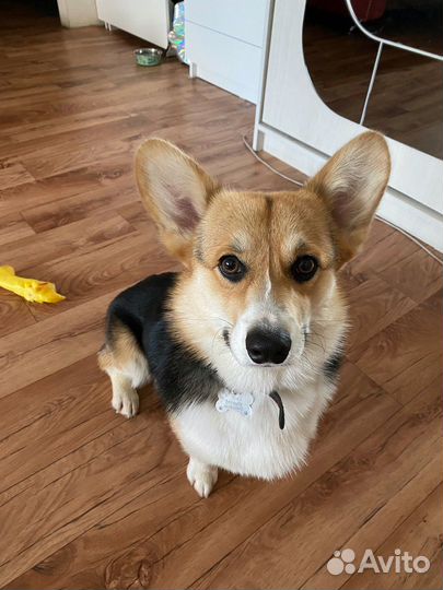 Передержка животных