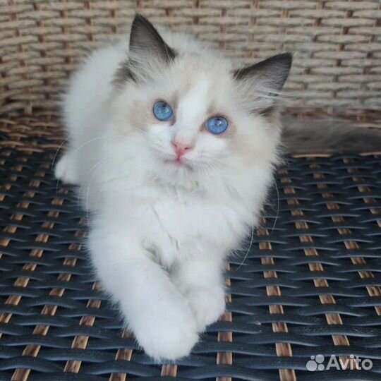 Эксклюзив, рэгдолл в разведение