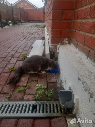 Кошка