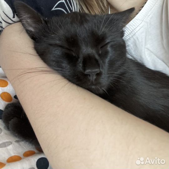 Черная кошечка Тося