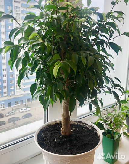 Фикус бенджамина комнатные цветы