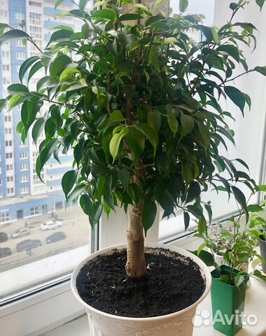 Фикус бенджамина комнатные цветы