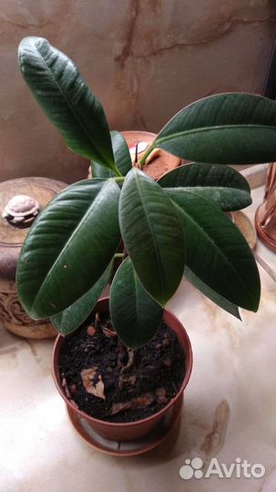 Фикус,молоденький