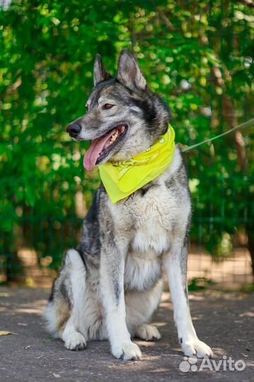 Собака в добрые руки