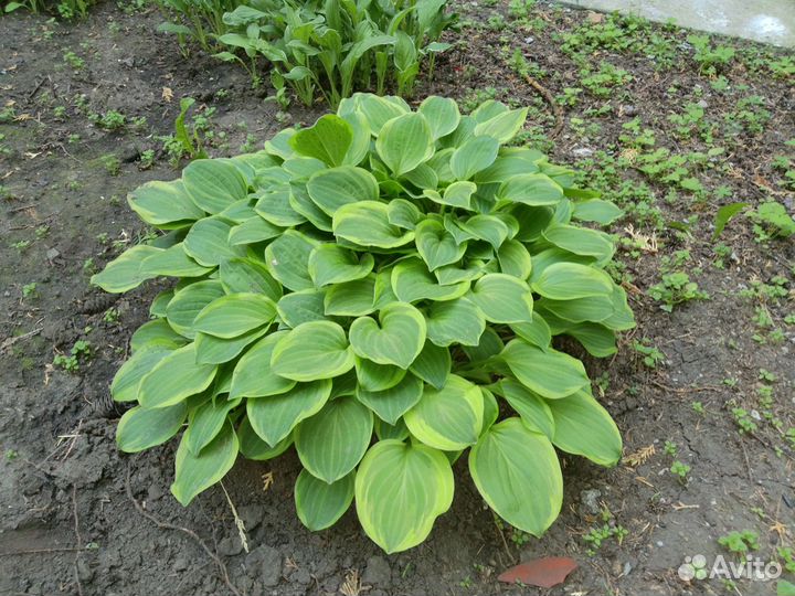 Хоста 9 сортов