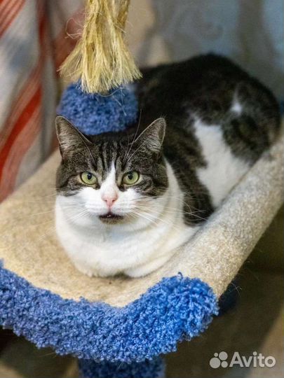 Уютная кошечка