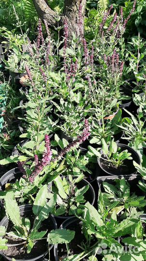 Шалфей розовый Нью Дайменш