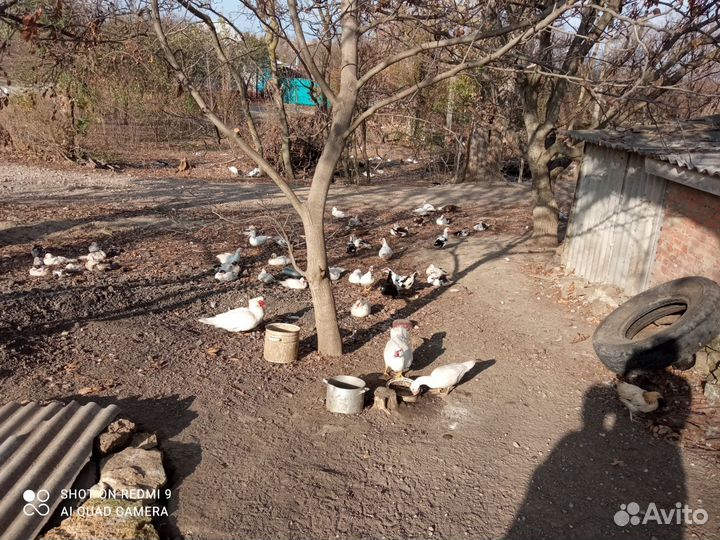 Мясо утки и гуся